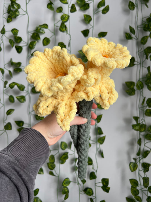 Heirloom Daffodil